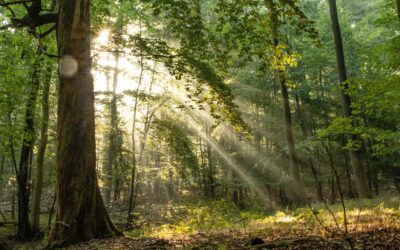 Rasa Tertipu! Pembeli Madu Minta ‘Refund’ Apabila Madu Hutan MELETUP Semasa Dibuka!